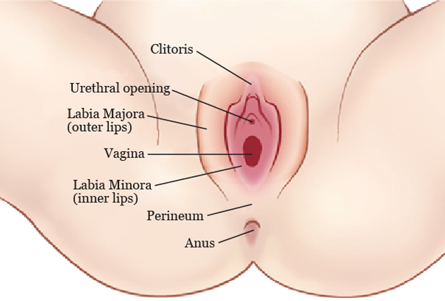 anatomy-of-vaginal-health-diagram